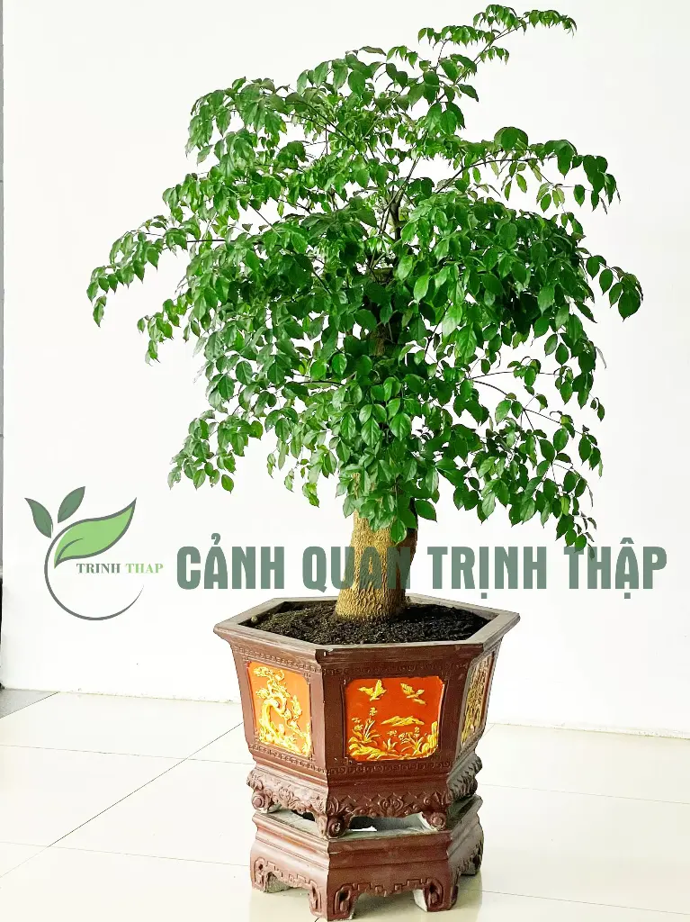 Cây hạnh phúc gốc