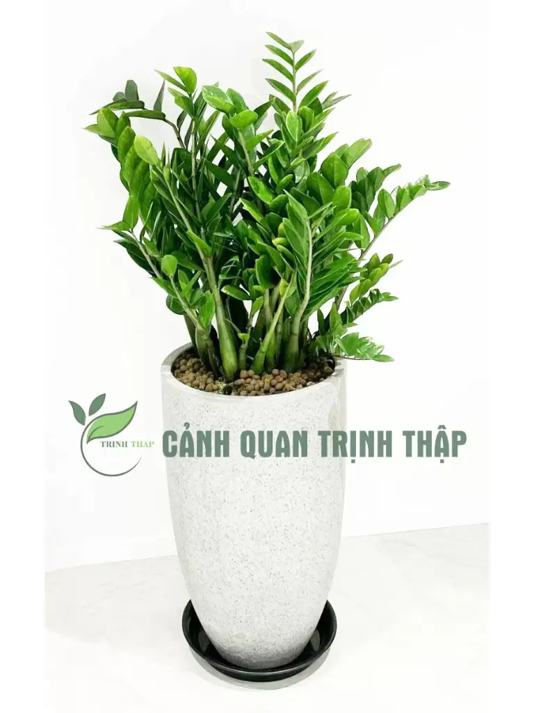 Cây kim tiền / Kim phát tài